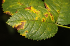 Diplocarpon rosae