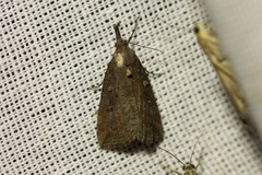 Hypena rostralis