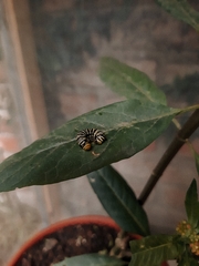 Danaus erippus