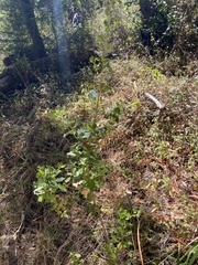 Baccharis pilularis