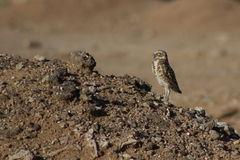 Athene cunicularia hypugaea