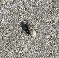 Naupactus