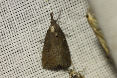 Hypena rostralis