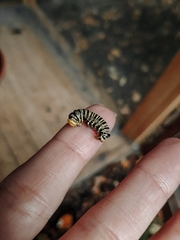 Danaus erippus