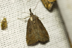 Hypena rostralis