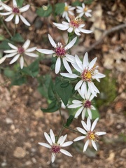 Eurybia