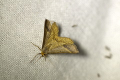 Isturgia arenacearia