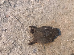 Rhinella