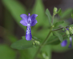 Trichostema dichotomum