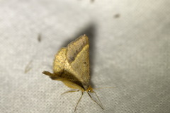 Isturgia arenacearia