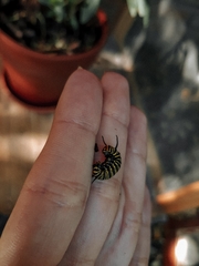 Danaus erippus