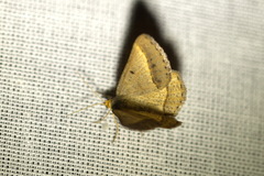 Isturgia arenacearia