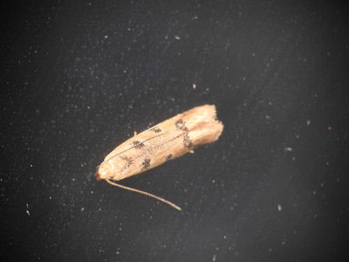 Mesophleps oxycedrella