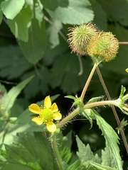 Geum macrophyllum