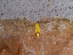 Agapeta zoegana