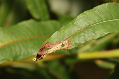 Mompha raschkiella