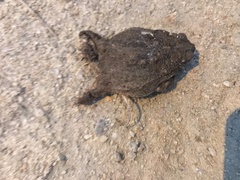 Rhinella