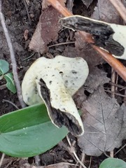 Hypomyces chrysospermus