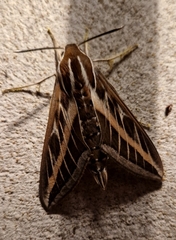 Hyles livornica