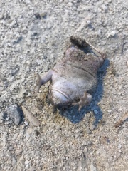 Rhinella