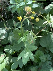 Geum macrophyllum