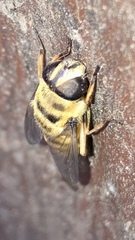 Myathropa florea