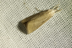 Calamotropha paludella