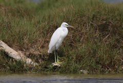 Egretta gularis