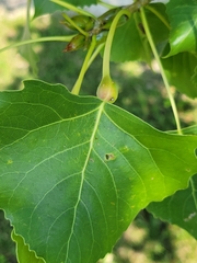 Pemphigus populitransversus
