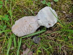 Hypomyces hyalinus