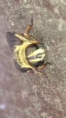 Myathropa florea