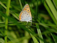 Lycaena dispar