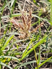 Dichanthium annulatum