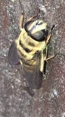 Myathropa florea