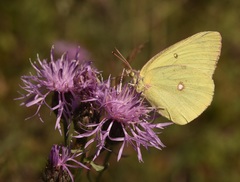 Colias interior