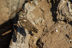 Athene cunicularia hypugaea