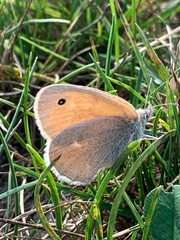 Coenonympha california