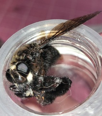 Mallophora leschenaulti