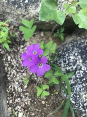Oxalis latifolia