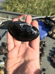 Potamilus amphichaenus