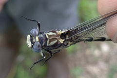 Progomphus borealis