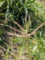 Dichanthium annulatum