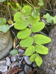 Hypericum androsaemum