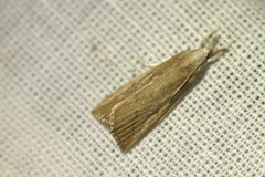 Calamotropha paludella