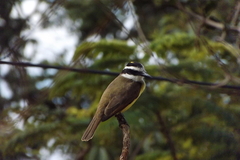 Pitangus sulphuratus