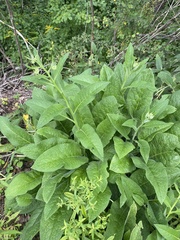 Symphytum officinale