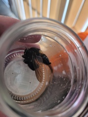 Mallophora leschenaulti