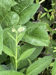 Symphytum officinale