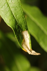 Mompha raschkiella