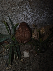 Bufo spinosus